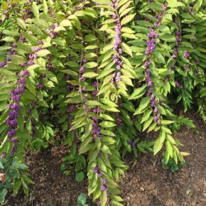 japanese-beautyberry-callicarpa-japonica