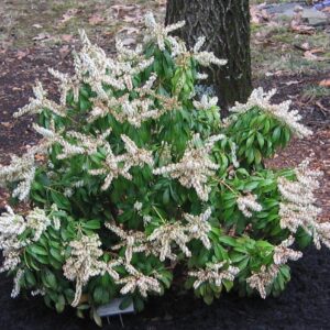 japanese-pieris-mountain-fire-pieris-japonica