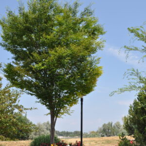 Japanese Zelkova 'Green Vase'| Plant Profile
