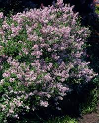 meyer-lilac-palibin-syringa-meyeri
