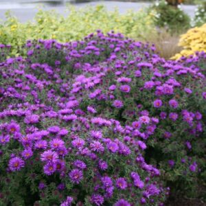new-england-aster-purple-dome-symphyotrichum-novae-angliae