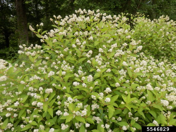 new-jersey-tea-ceanothus-americanus
