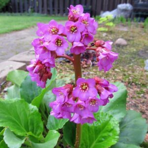 pigsqueak-bergenia-cordifolia