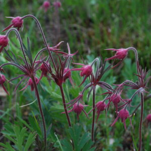 prairie-smoke-geum-triflorum