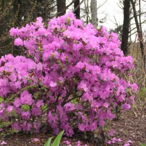 rhododendron-pjm-group