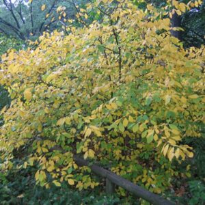 spice-bush-lindera-benzoin