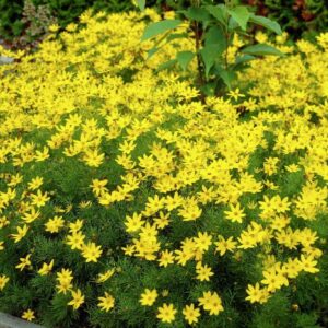 threadleaf-coreopsis-zagreb-coreopsis