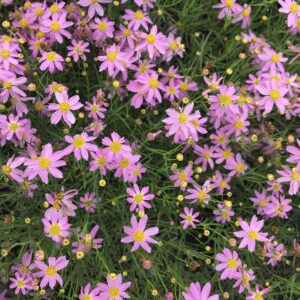 tickseed-coreopsis-rosea