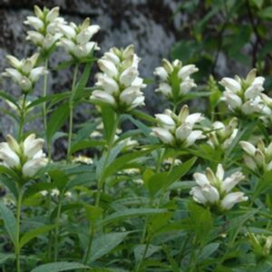 turtlehead-chelone-glabra