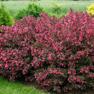 weigela-wine-and-rose-weigela