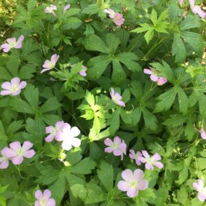 wild-geranium-geranium-maculatum