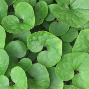 wild-ginger-asarum-canadense