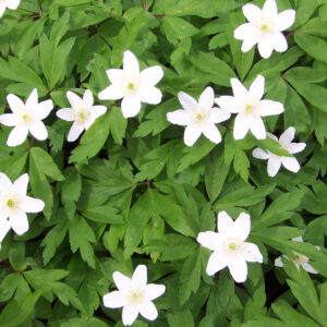 windflower-anomone-canadensis