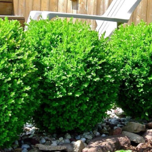 winter-gem-boxwood-buxus-sinica-var-insularis