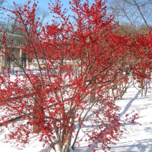 winterberry-holly-illex-vertillata