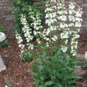 beardtongue-penstemon
