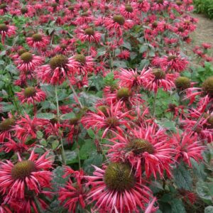 bee-balm-monarda-didyma