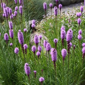blazing-star-liatris-spicata
