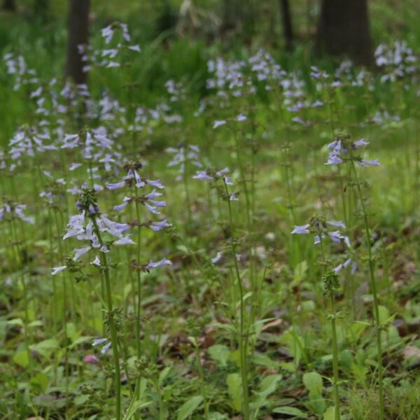 cancer-weed-salvia-lyrata