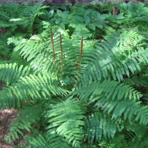 cinnamon-fern-osmunda-cinnamomea