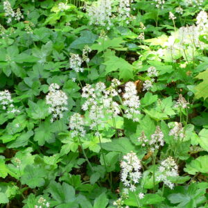 foam-flower-tiarella-cordifolia
