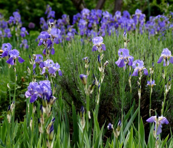 german-iris-iris-germanica