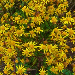 golden-ragwort-packera-aurea