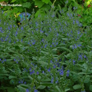 heart-leaved-skullcap-scutellarai-ovata