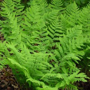 marginal-wood-fern-dryopteris-marginalis