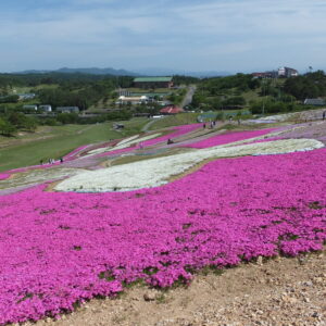 moss-phlox-phlox-subulata