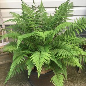 northern-lady-fern-lady-in-red-athyrium-filix-femina-var-angustum