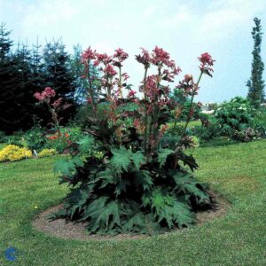 rhubarb-rheum-palmatum