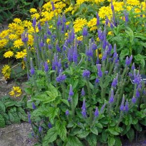 speedwell-sunny-border-blue-veronica