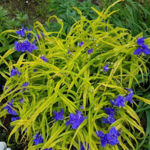 spiderwort-sweet-kate-tradescantia