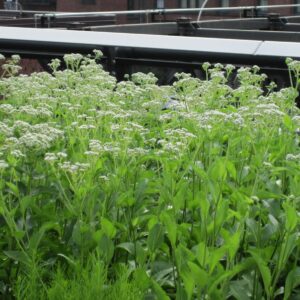wild-quinine-parthenium-integrifolium