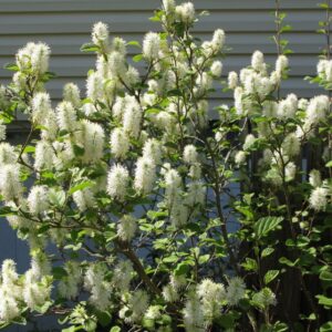 dwarf-fothergilla-fothergilla-gardenii
